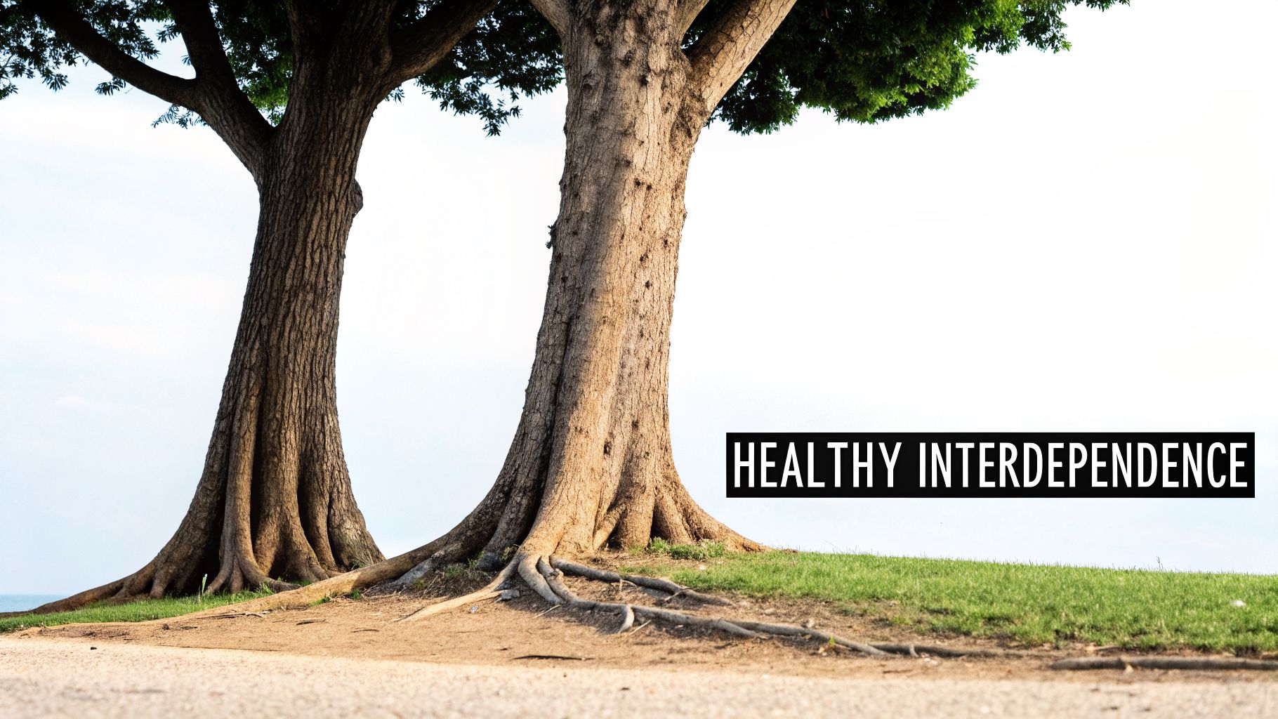 Two large trees with deeply intertwined roots on a grassy hill, conveying healthy interdependence.