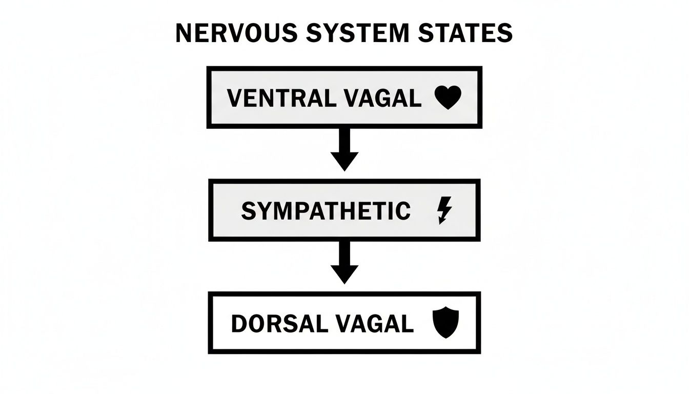 A diagram illustrating three nervous system states: Ventral Vagal, Sympathetic, and Dorsal Vagal.
