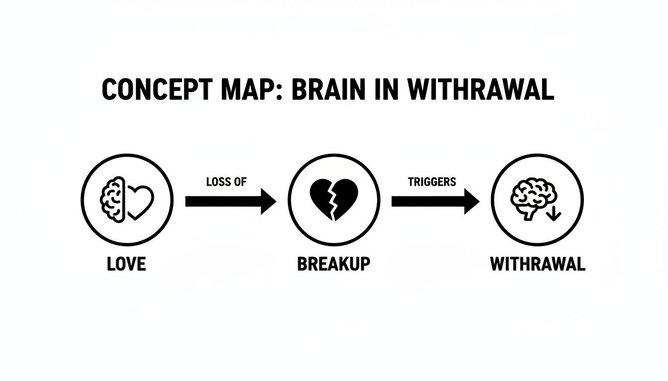 Concept map illustrating brain in withdrawal, showing the progression from love to breakup.